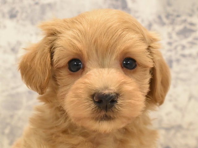 2023年12月6日生まれのハーフ犬の1枚目の写真